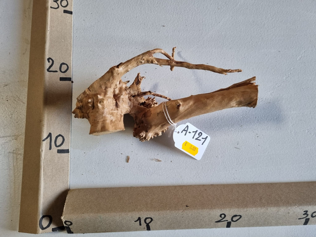 Racine araignée A-121