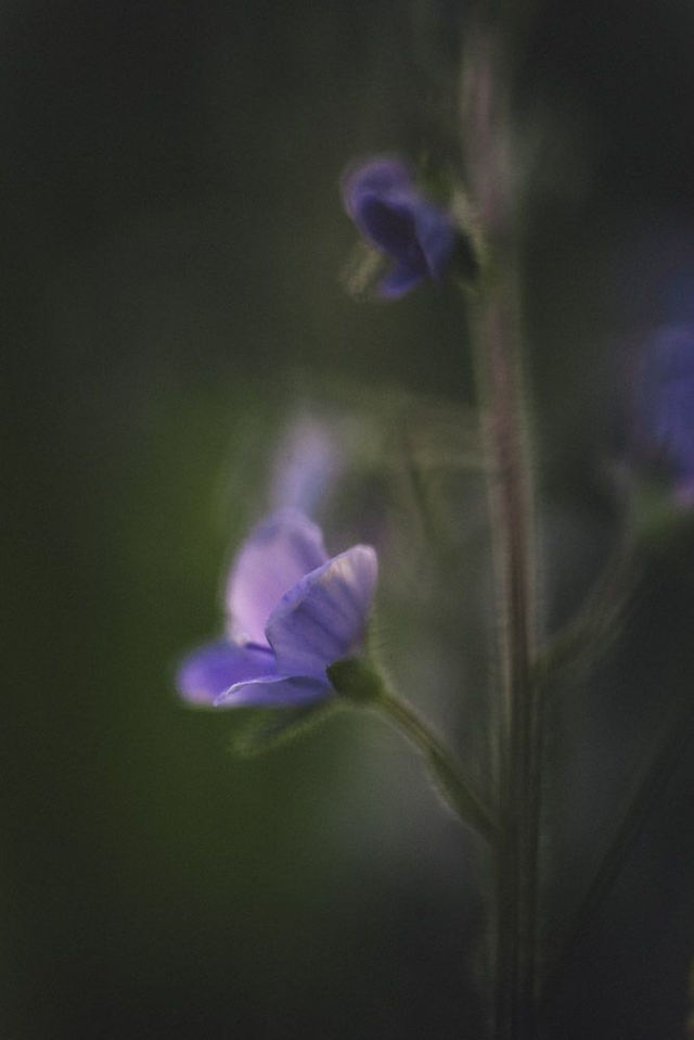 Véronique petit-chêne