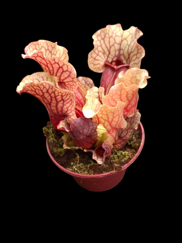 Sarracenia purpurea venosa &#039;Clementina&#039; 9cm