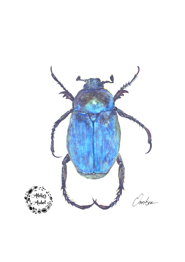 Hoplia coerulea