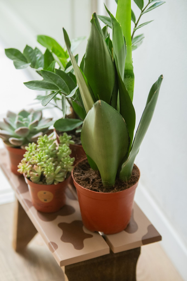 Kit du Jardinier flemmard - Mood Kit 🌱