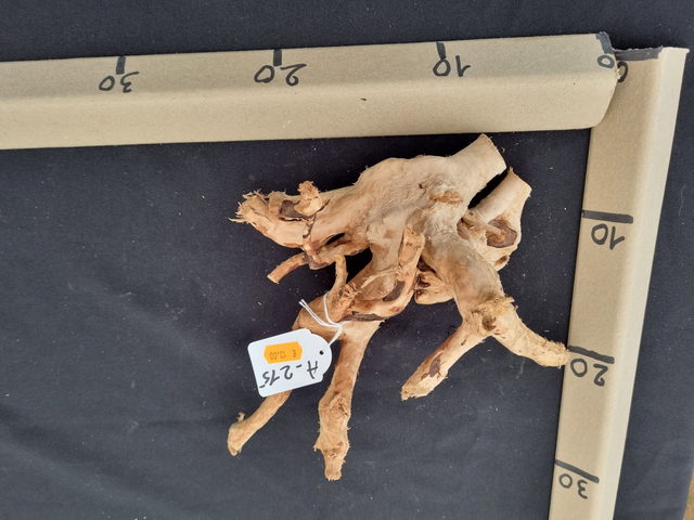 Racine araignée A-215