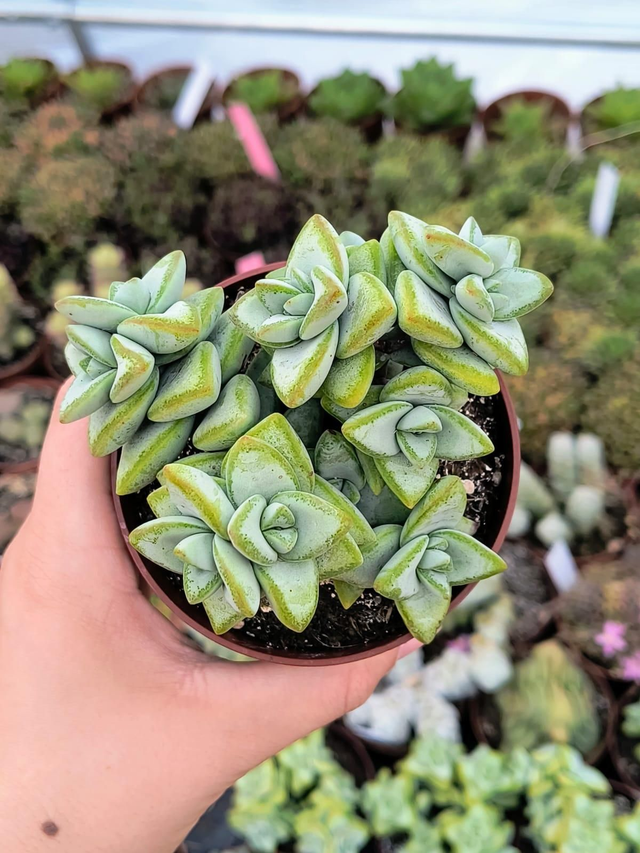 Crassula rupestris