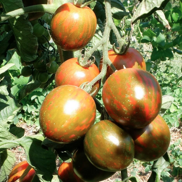 Tomate cocktail Black Zebra