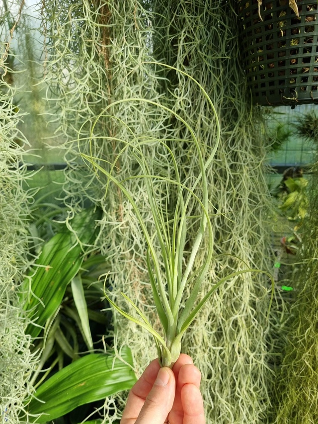 Tillandsia balbisiana
