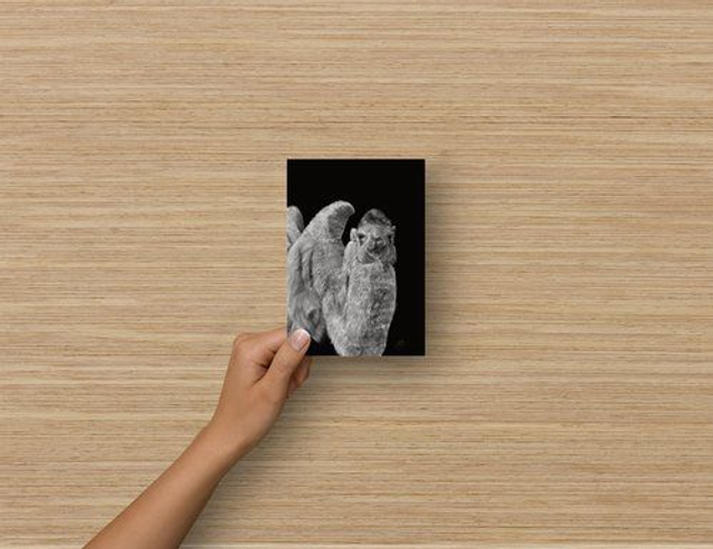 Carte Postale - Chameau de Bactriane ( reproduction Aquarelle)