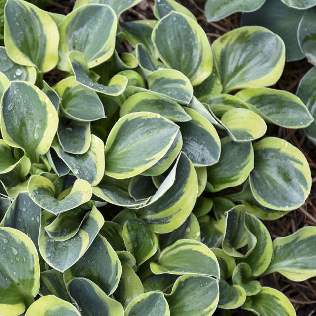 Hosta &#039;Mighty Mouse&#039; 