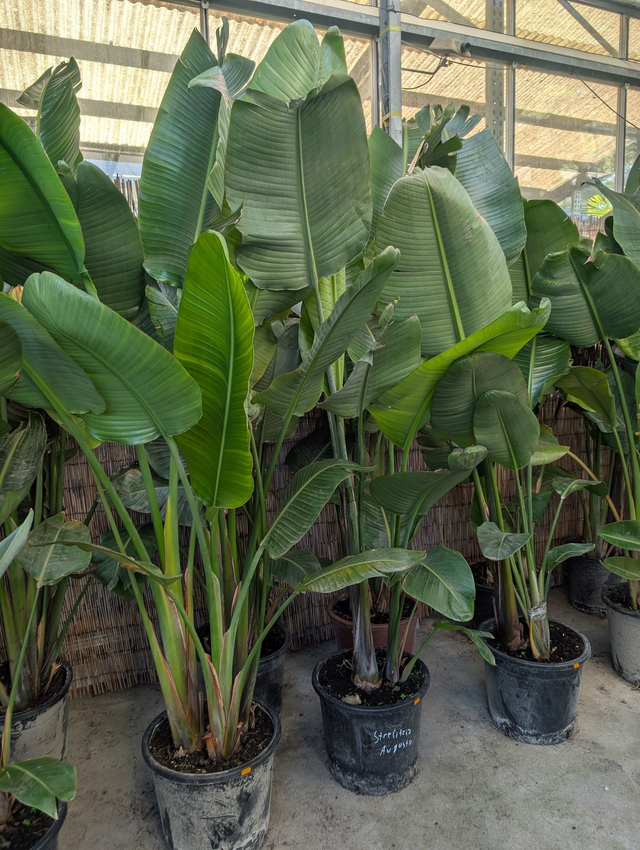 Strelitzia Augusta Baum Strelitzia 200cm