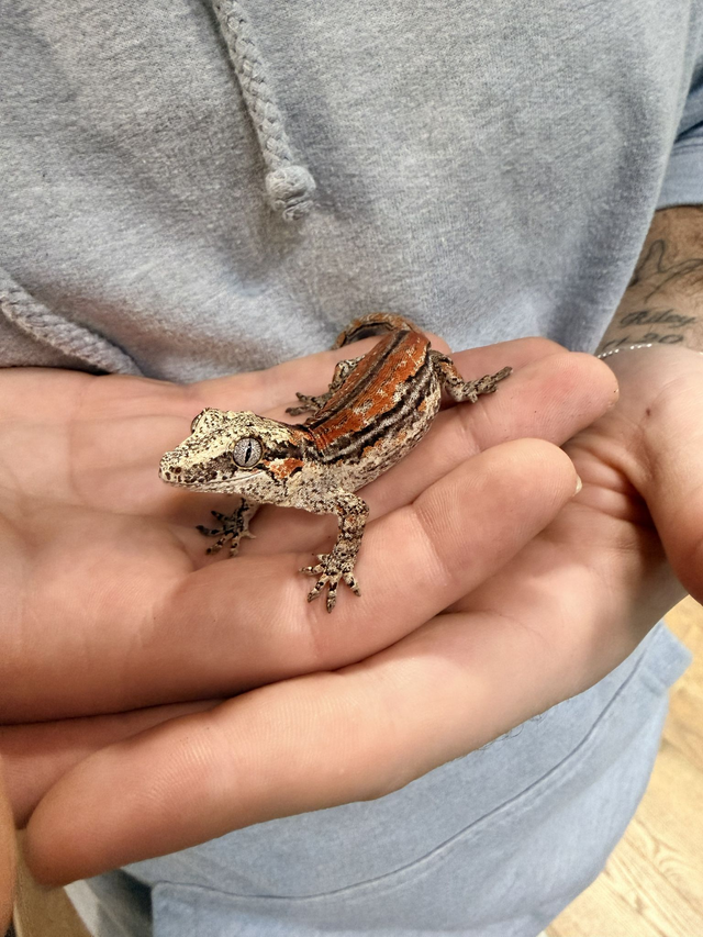 CB26 Orange Stripe Gargoyle Gecko
