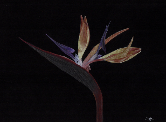 From Darkness Series - Bird of Paradise flower