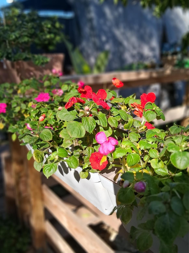 P38 . Impatiens