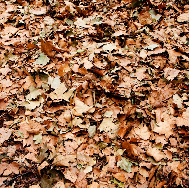Leaf litter 
