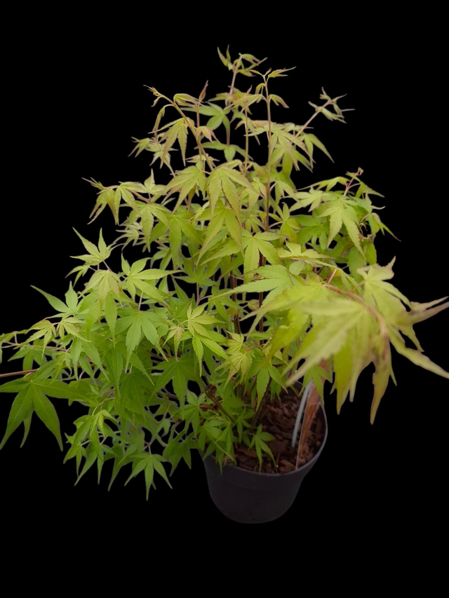 Acer palmatum &#039;Katsura&#039; 1.4 litre