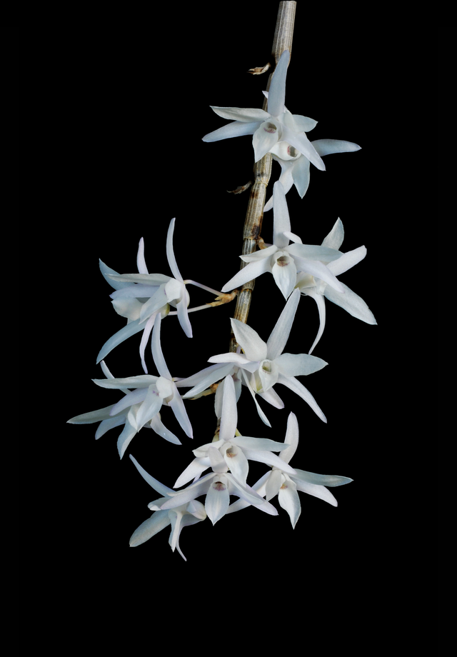 Purity of Soul Essence