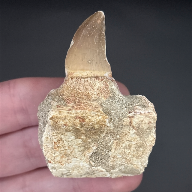 Mosasaur Jaw Section 