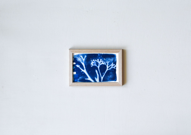 Algae - Fucus et Chondrus - 10 x 15