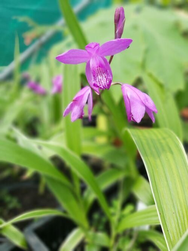 Bletilla striata 