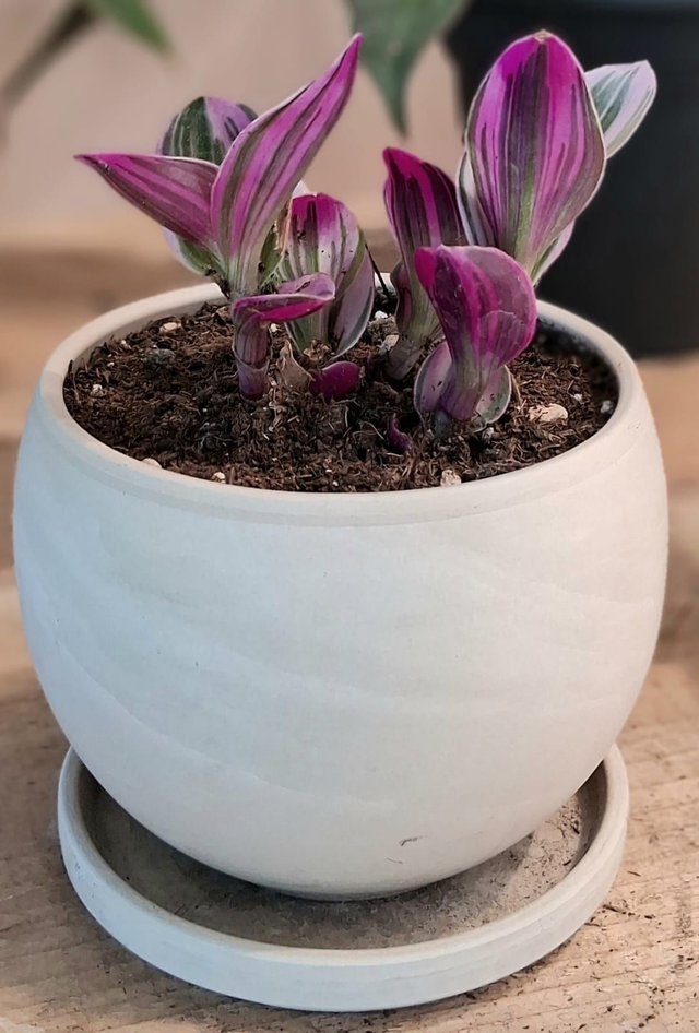 C106 . Tradescantia nanouk in vaso Luna granit di CorinoBruna