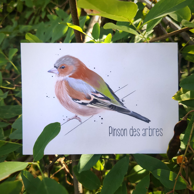 PINSON DES ARBRES - Carte format A6