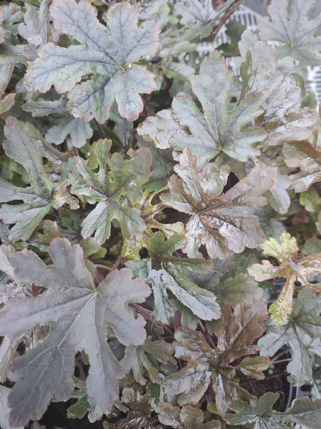 Heucherella ‘Art Katona’ 1 litre