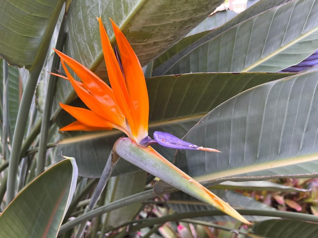 Strelitzia