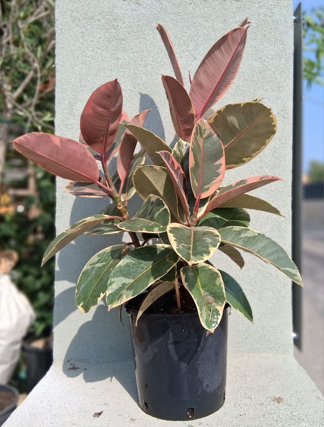 B53 . Ficus elastica "Belize"