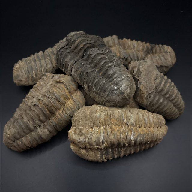 Flexicalymene Trilobite 
