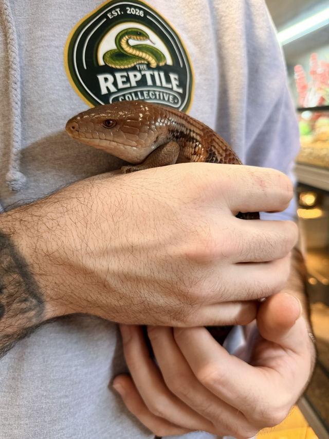 CB26 Northern Blue Tongue Skink