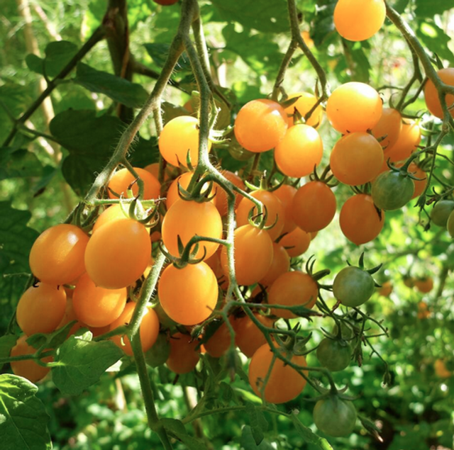 Tomate cerise jaune Clémentine