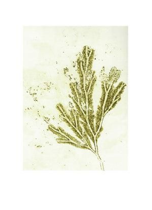 BotanikDruck Seegras 30x40 cm