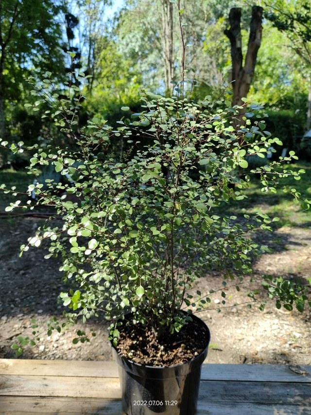Pittosporum Tenuifolium 'Green Elf' - C4.5l