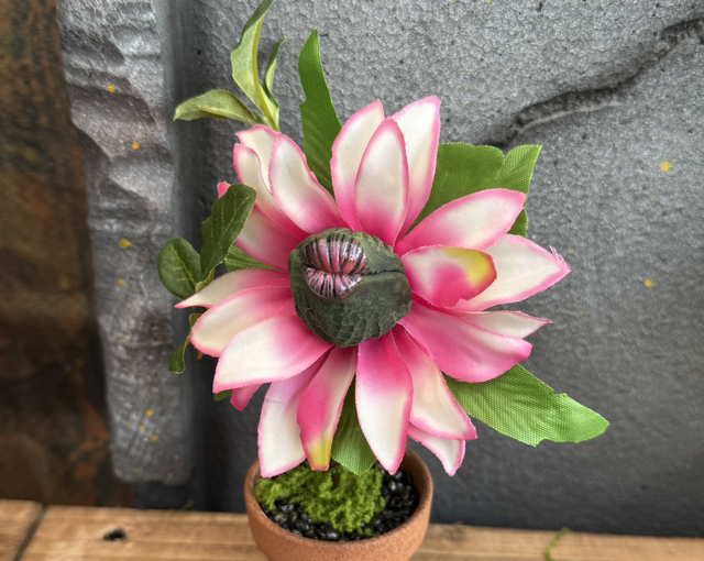 💋 Specimen: The dahlia's Kiss