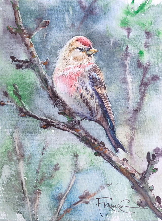 Malinówka, 35x28 (24x18 w świetle passe-partout) akwarela 2025