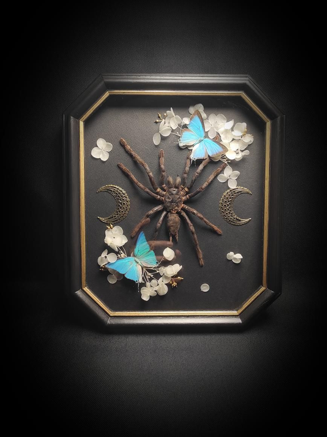 Cadre Mygale &amp; Couple de Thecla Damo 