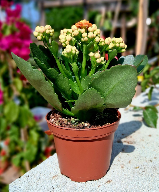 D37 . Calandiva, Kalanchoe Blossfeldiana