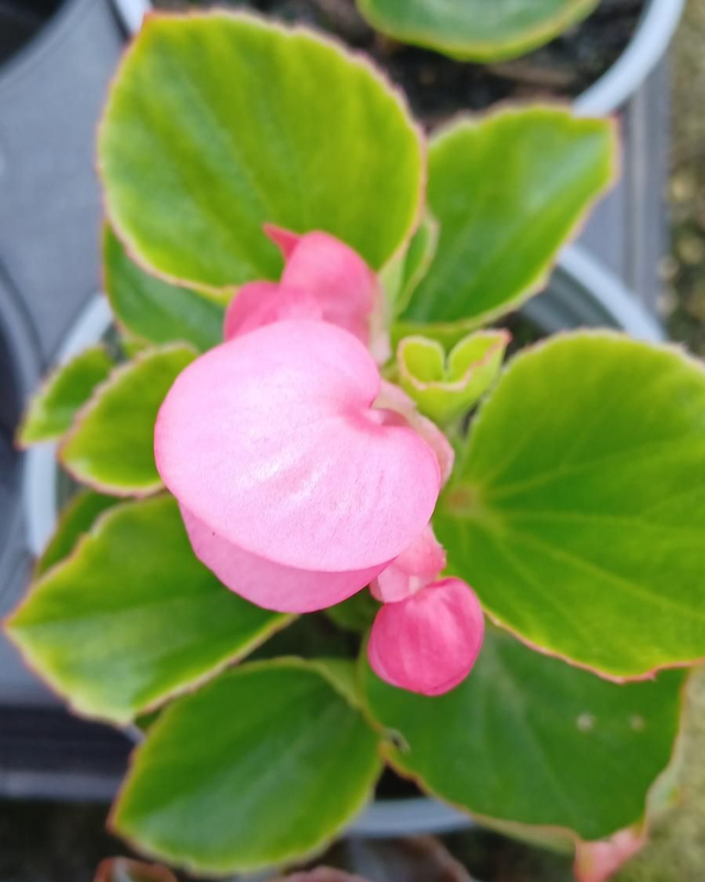 Begonia Presedent Mixed