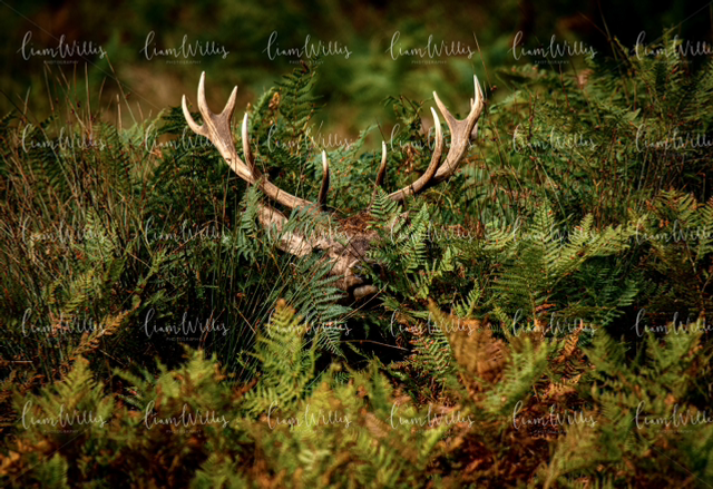 Hidden Stag Print