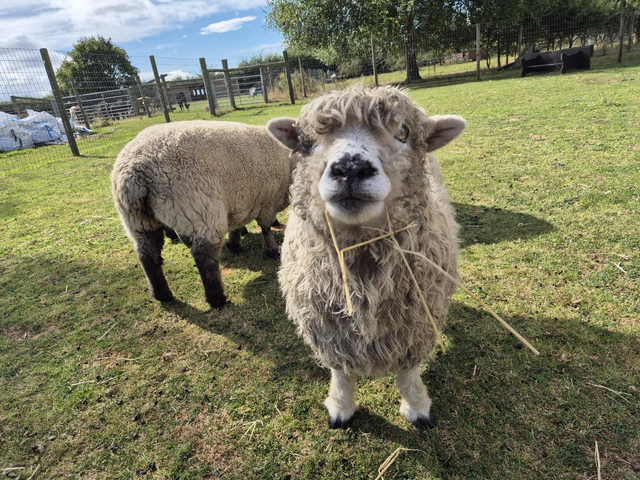 Donate To The Farm - Animal Care