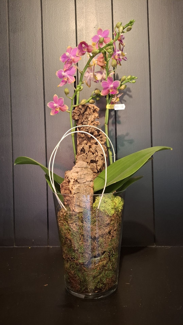 Orchidee
