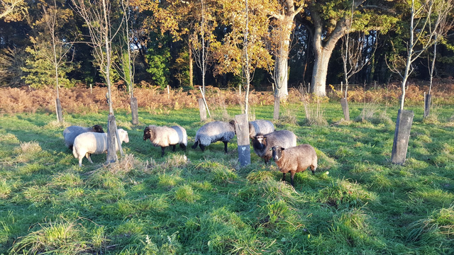 Visite avec dégustation de 10h15 à 11h15 