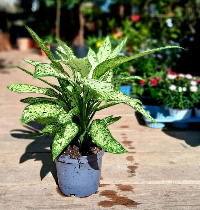 B125 . Dieffenbachia white Etna vaso 18