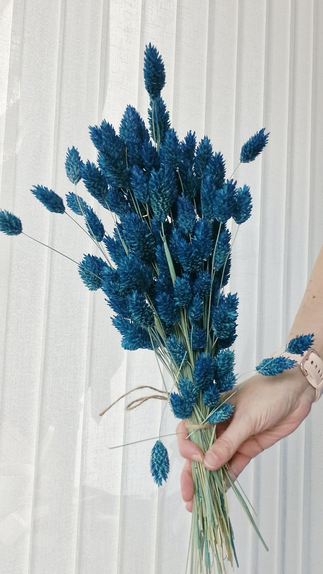 Vide atelier - Phalaris bleu