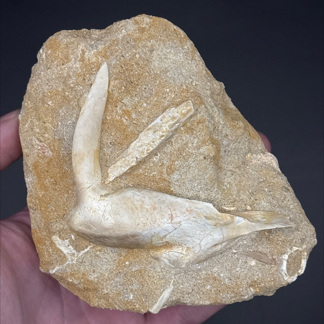 Enchodus Fish Jaw 