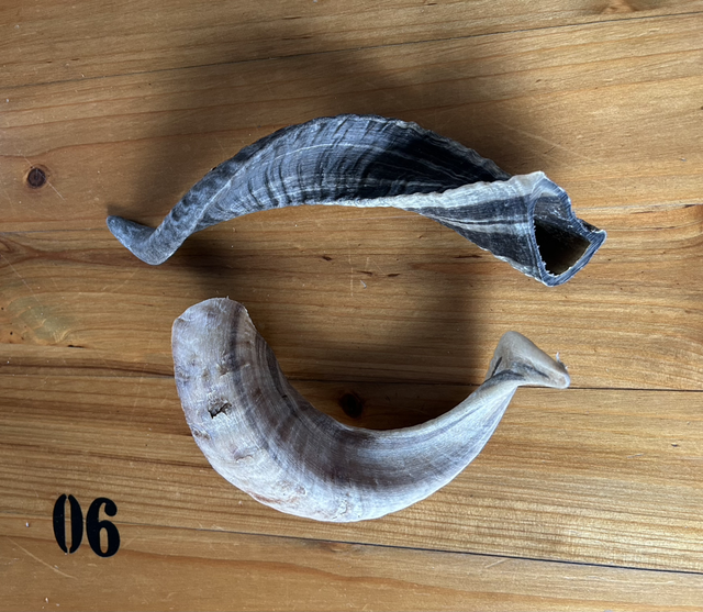 Corne de mouton Taille M