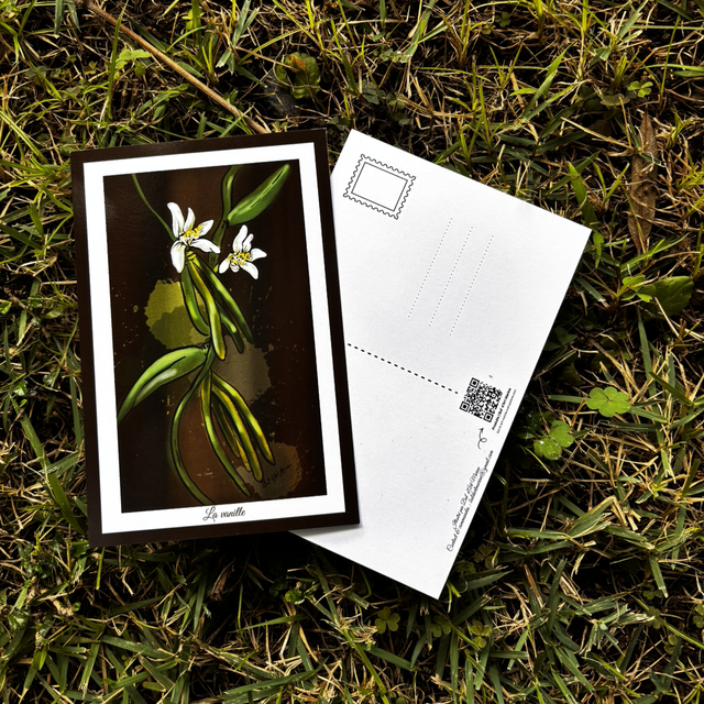 Carte postale - La vanille
