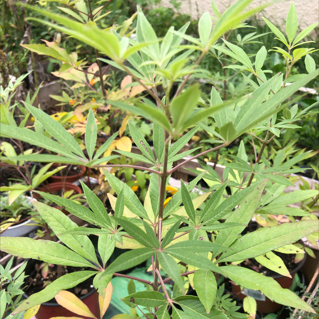 Gattilier - Poivrier des moines AB 