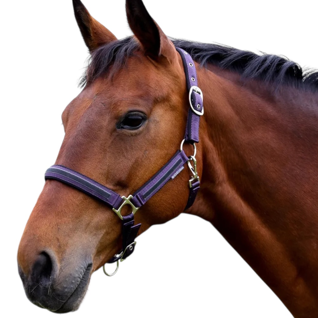 HY Mystic Head Collar PURPLE/BLACK