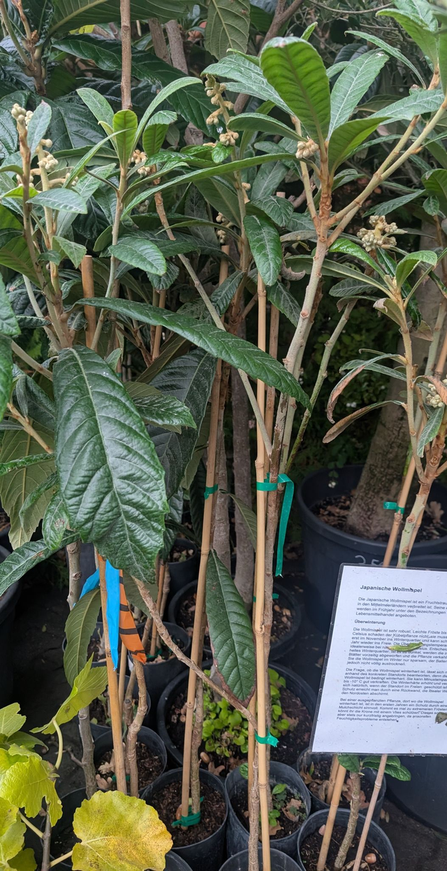 Nispero japanische Wollmispel