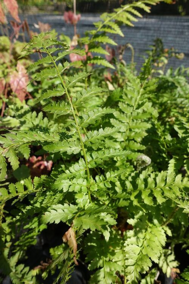 Dryopteris filix-mas 'Barnesii' 