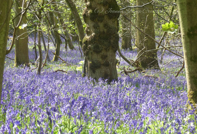 Photographic Open Edition Print from my "Bluebell" collection "A Carpet of Loveliness"